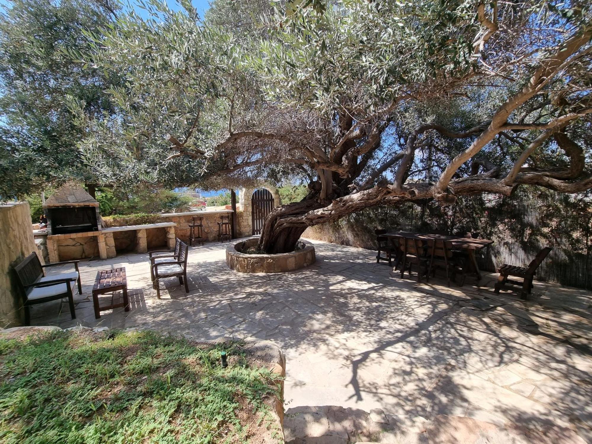 Olive Beach Villa Pegeia Exteriér fotografie