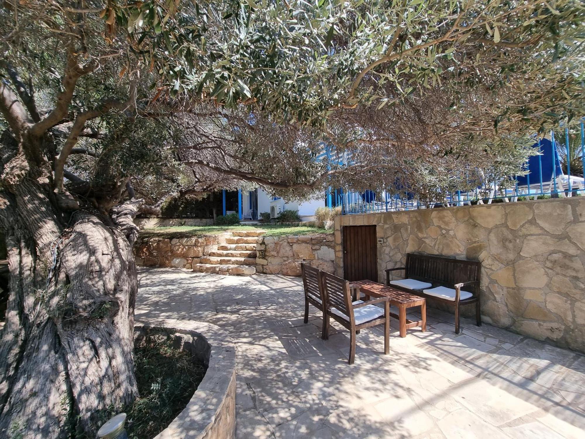 Olive Beach Villa Pegeia Exteriér fotografie